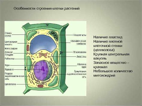 Особенности строения стенки клетки у растений