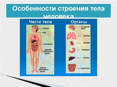 Особенности строения тела сверчков