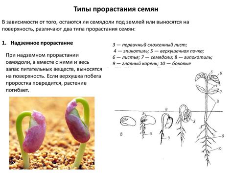 Особенности структуры семян