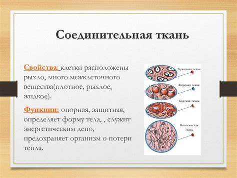 Особенности структуры ткани