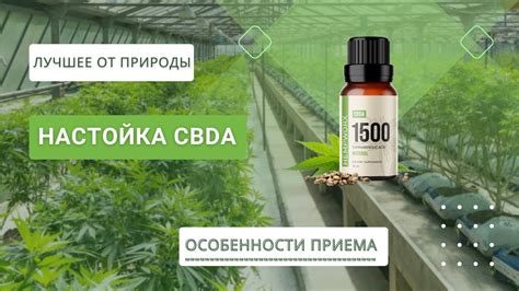 Отвар или настойка: какую форму выбрать для нужного действия?