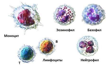 Ответственность базофилов в иммунной системе