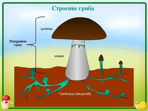 Отделка и защита ножки для гриба