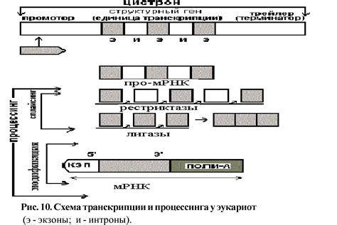 Открытость в молекулярной биологии