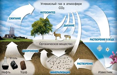 Откуда берется углекислый газ?