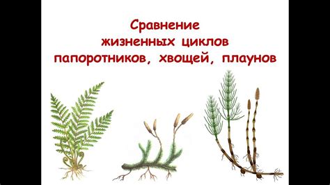 Отличие плаунов от папоротников: сравнение по основным характеристикам