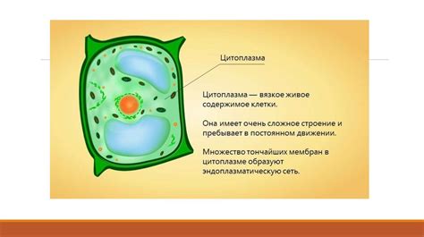 Отличия в клеточной стенке бактериальной клетки и растительной