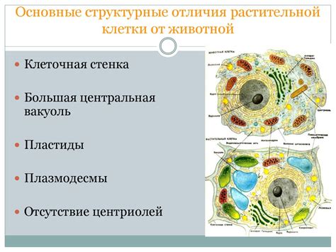 Отличия от ядра животной клетки