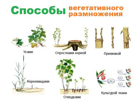 Отрицательные последствия вегетативного размножения