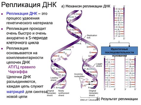 Отсутствие ядерной оболочки и организация ДНК