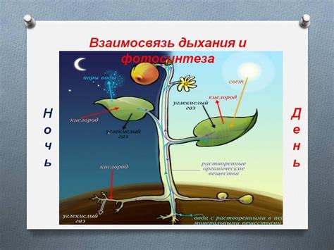 Оценка и измерение фотосинтеза в биологии растений