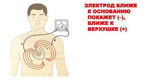 Оценка состояния кровообращения и сердечной деятельности