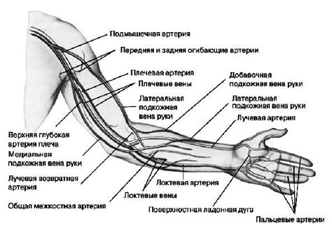 Очень полные руки выше локтя: как предотвратить?