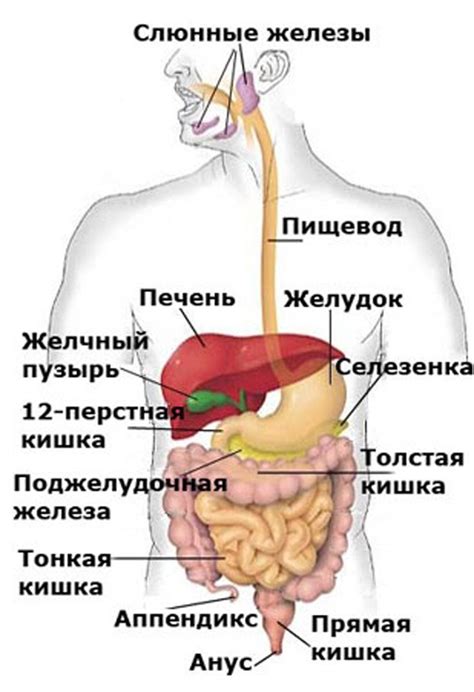 Пальпация органов брюшной полости