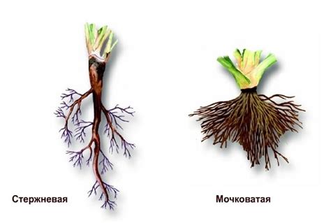 Патологии корневой системы