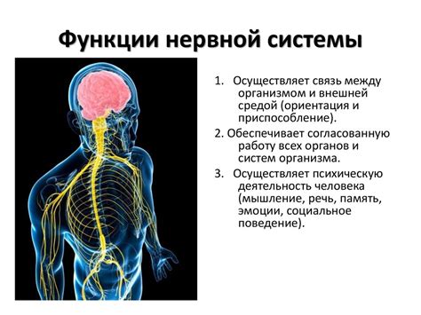 Патологии нервной системы и их роль в головокружении и слабости