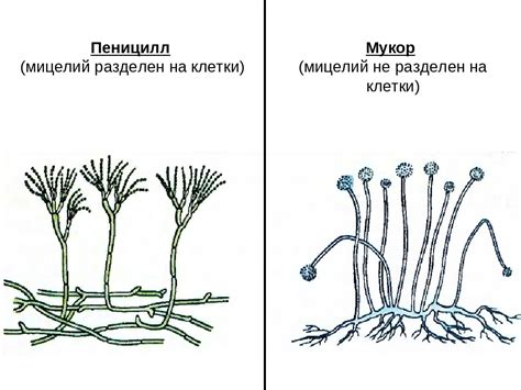 Пеницилл отличается от мукора составом и механизмом действия