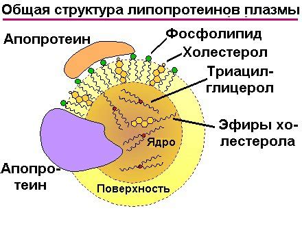 Пеноплегия и недостаток липопротеинов