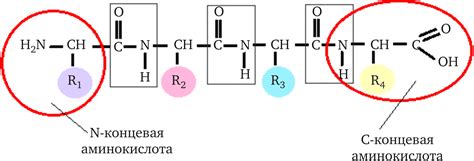 Пептидные связи аминокислот