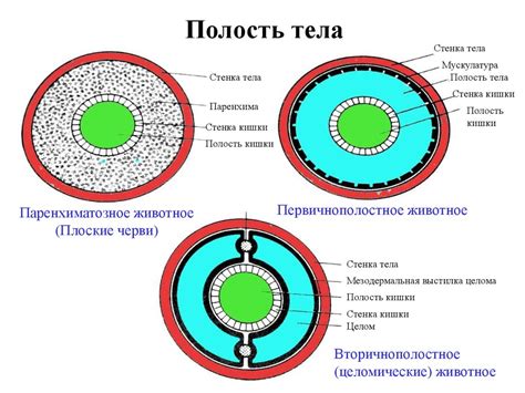 Первичная полость тела: