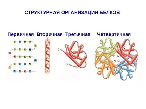 Первичная структура молекулы белка: понятие и значение