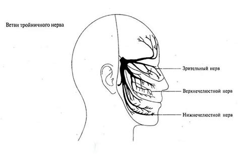 Первичные ветви тройничного нерва