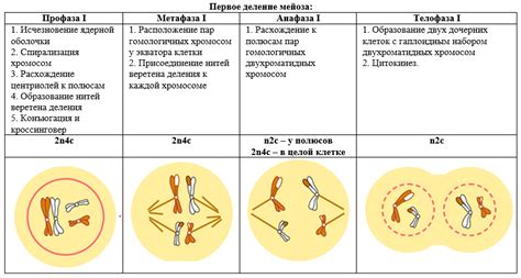 Первое деление мейоза