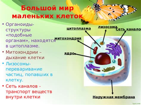 Переваривание питательных веществ в цитоплазме: