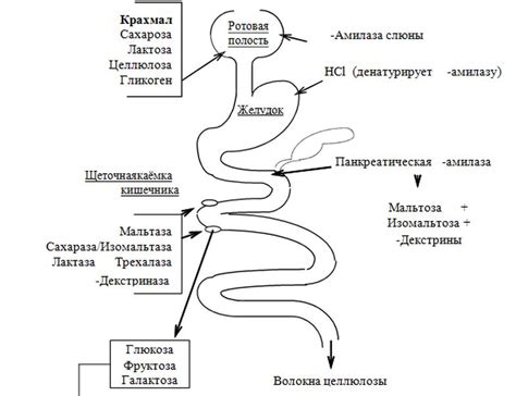 Переваривание углеводов и белков