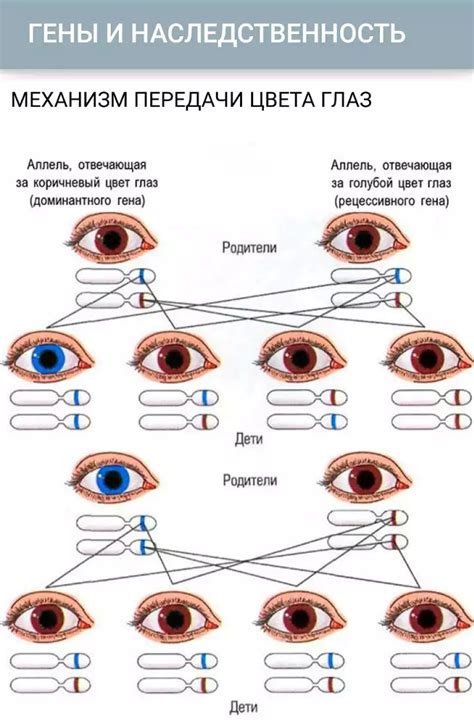 Передача генов, отвечающих за цвет глаз и волос