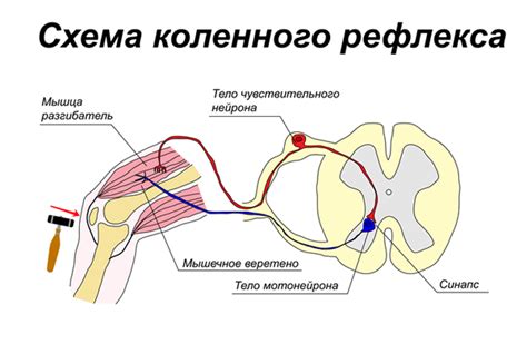 Передача импульсов