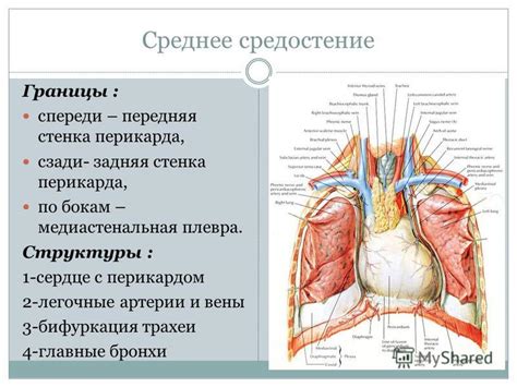 Передняя и задняя границы