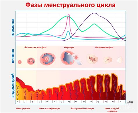 Периодические изменения в теле во время менструации у девочек