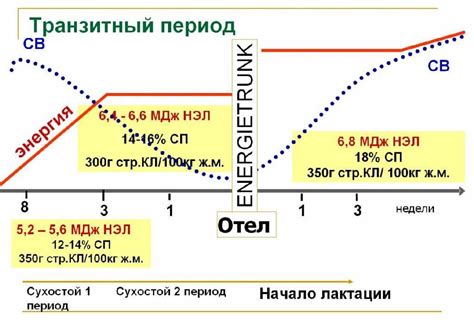 Периодичность и продолжительность лактации