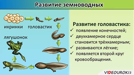 Периоды размножения у рыб и земноводных