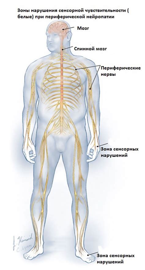 Периферическая нейропатия и диабет