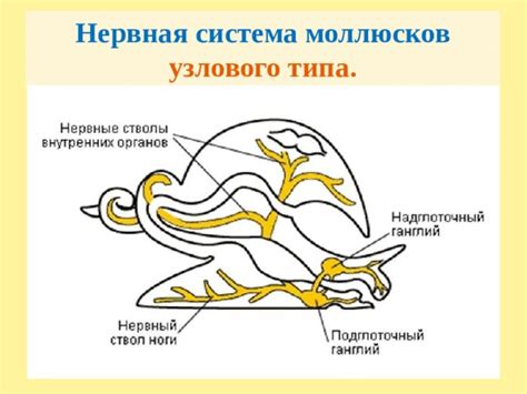 Периферическая нервная система у хордовых животных