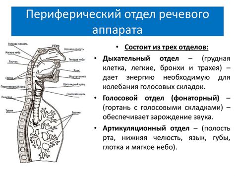 Периферический отдел речевого аппарата