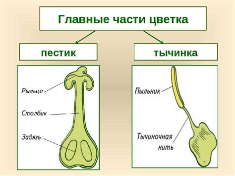 Пестики и их роль в структуре околоплодника