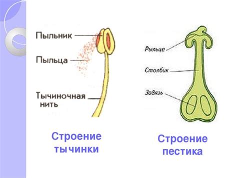 Пестик и его функции