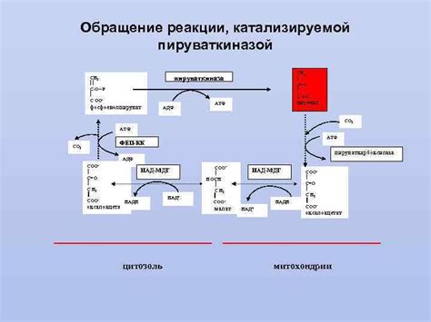 Пируваткиназа: связь с калом и ее значение для женщин