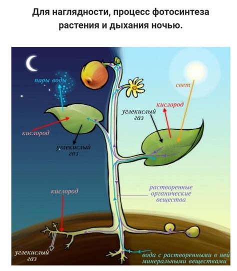 Питание и дыхание в нашей повседневной жизни