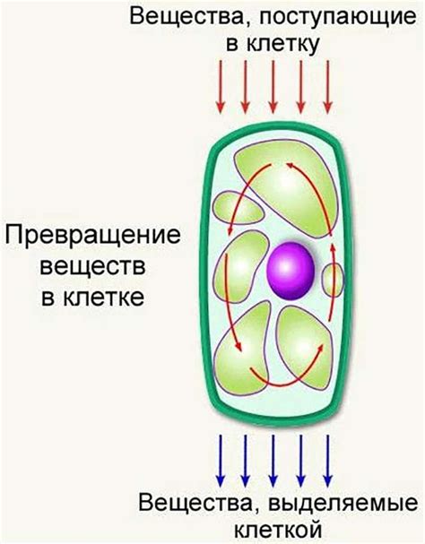 Питание и обмен веществ: хламидомонада vs вольвокс