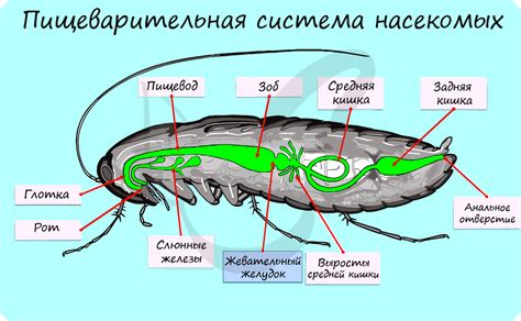 Питание и пищеварение насекомых третьего класса