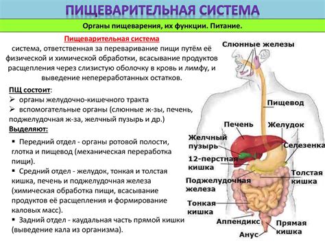 Питание скрэба и особенности его пищеварительной системы