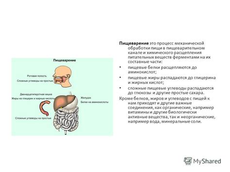 Пищеварение полипов и процесс поглощения пищи