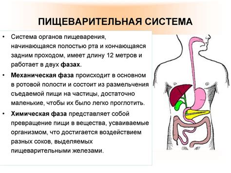 Пищеварительная система: превращение пищи в энергию и питательные вещества