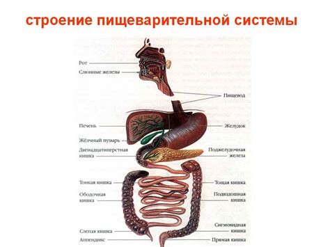 Пищеварительная система и ее проблемы во время полета