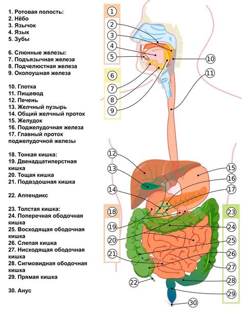 Пищеварительная система и процесс пищеварения