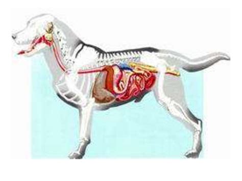 Пищеварительная система у собак и организм